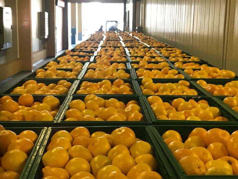 Mandarine spremne za isporuku